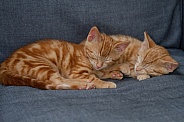 Two red kittens
