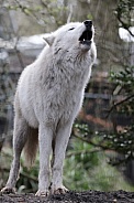 hudsonbay wolf
