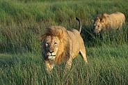 Two male lions walking through the grass