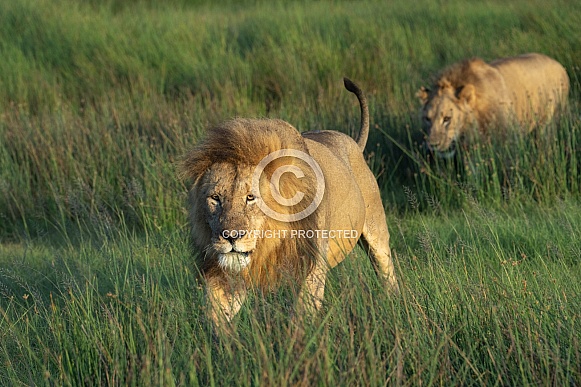 Two male lions walking through the grass