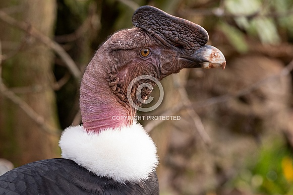 Andean Condor Side Profile