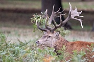 Red deer