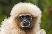 Female Lar Gibbon Face Shot Close Up