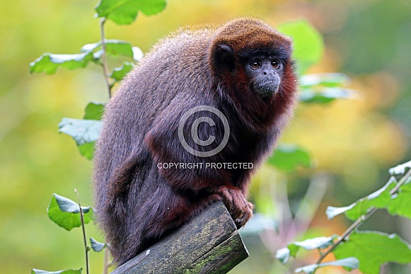 Coppery titi (Plecturocebus cupreus) Coppery titi (Plecturocebus cupreus)