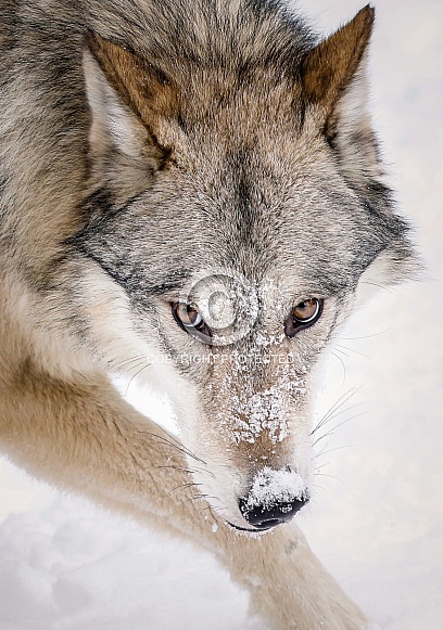 Grey Wolf