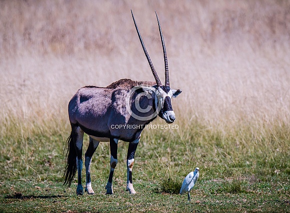 Oryx