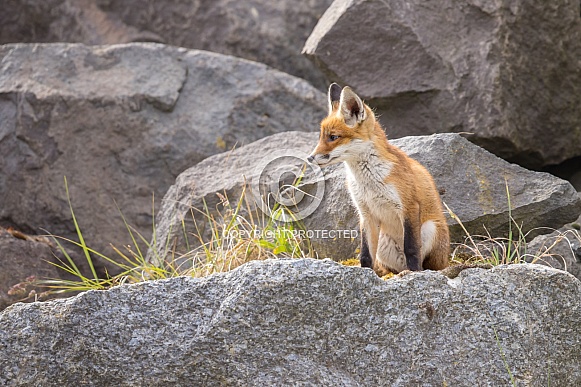 Young red fox cub in nature