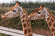 Two Kordofan Giraffes Together Side Profile