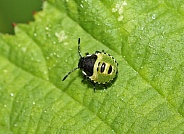 Green Shieldbug