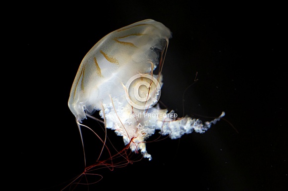 Japanese sea nettle (Chrysaora pacifica)