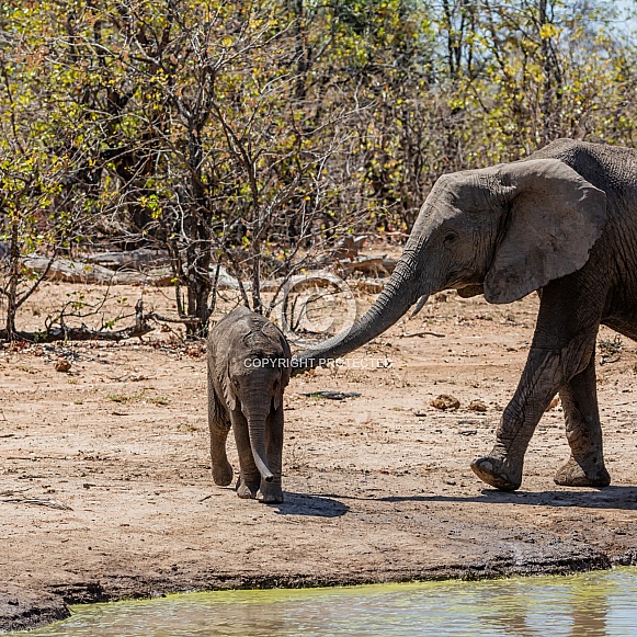 Elephant Calf