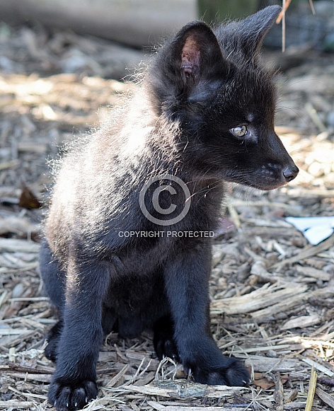 Young Silver Fox