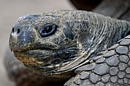 Galapagos Tortoises Up Close