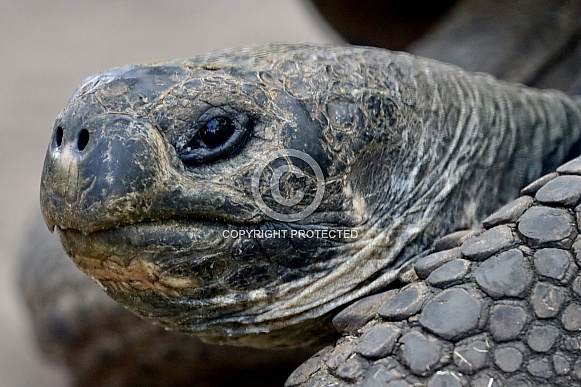 Galapagos Tortoises Up Close