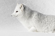 Arctic Fox-Arctic Camouflage