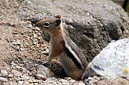 Golden-Mantled Ground Squirrel (wild)