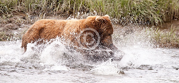 Wild Alaskan Brown Bear fishing