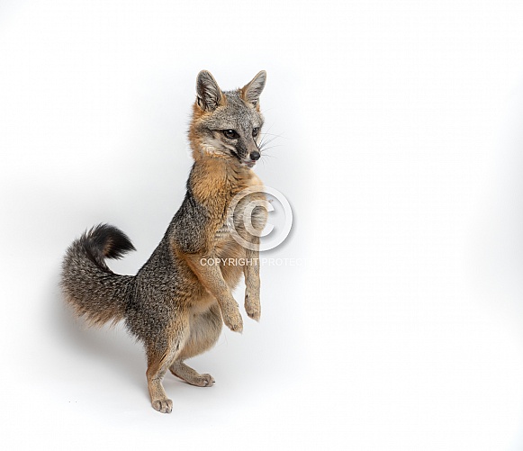 Gray Fox on Isolated on White Gray Fox on Isolated on White
