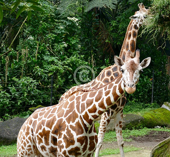 Giraffe