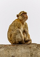 Barbary Macaque