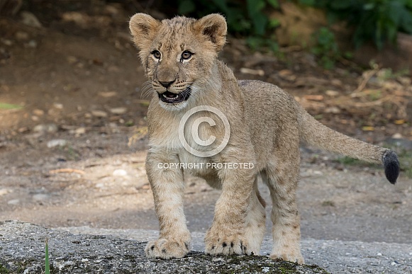 Young African Lion