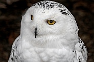 Snowy Owl Face Shot Looking To The Side