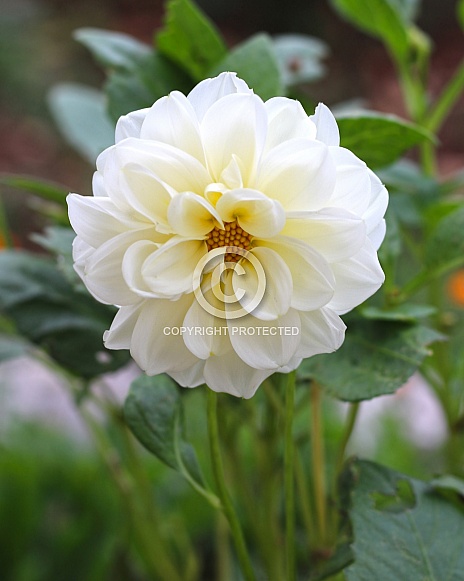 Cream Dahlia Cream Dahlia