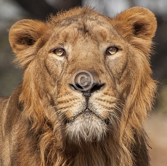 Asiatic Lion