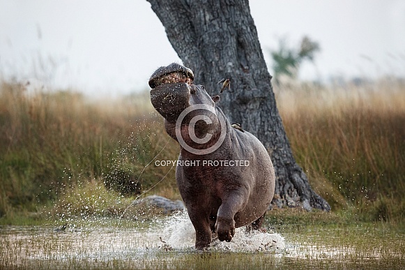 Aggressive hippo male fake attack