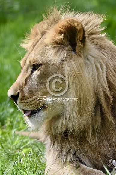 African Lion