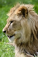 African Lion