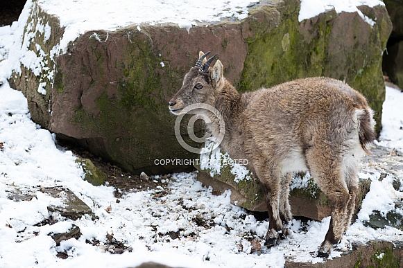 Ibex