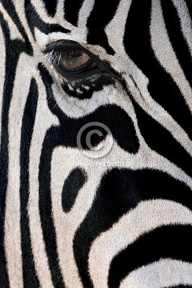 Close up of a Zebra (Equus quagga)