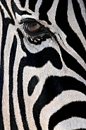 Close up of a Zebra (Equus quagga)
