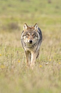 Grey Wolf in Dutch nature
