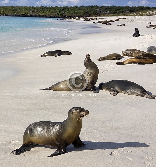 Galapagos Sea Lions - Galapagos Islands - Ecuador Galapagos Sea Lions - Galapagos Islands - Ecuador