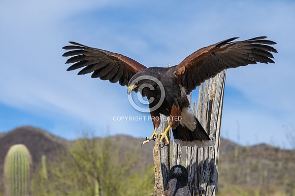 Harris's Hawk