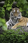 Siberian Tiger