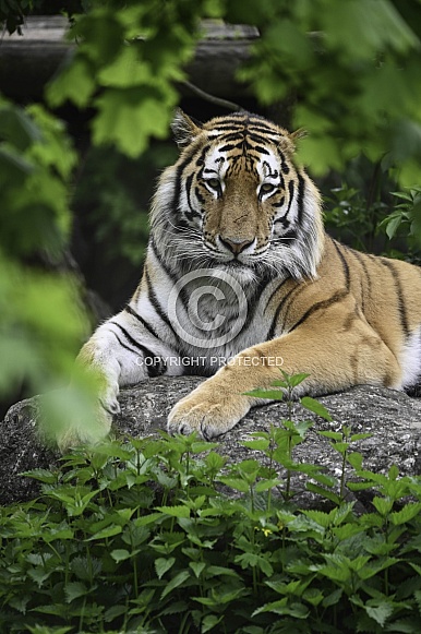 Siberian Tiger