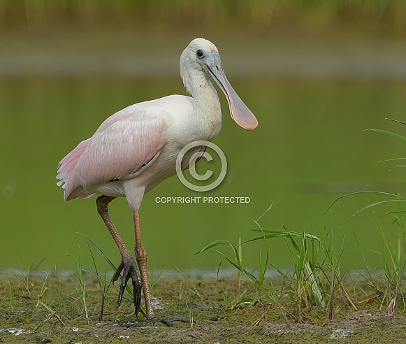 roseate spoonbill - Platalea ajaja - is a social wading bird of the ibis and spoonbill family, wading in water foraging for food to eat