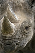 Black Rhinoceros (Diceros bicornis)