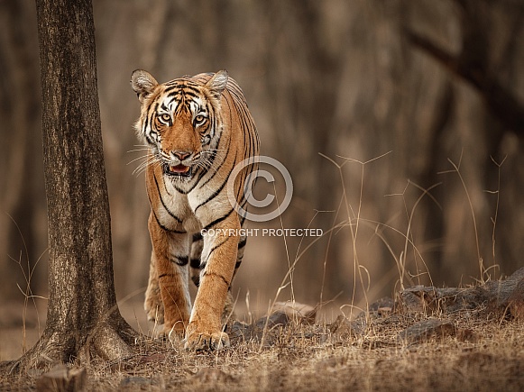 Beautiful tiger in the nature habitat. Tiger pose in amazing light. Wildlife scene with wild animal. Indian wildlife. Indian tiger. Panthera tigris tigris.