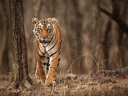 Beautiful tiger in the nature habitat. Tiger pose in amazing light. Wildlife scene with wild animal. Indian wildlife. Indian tiger. Panthera tigris tigris.