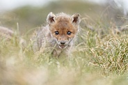 Red fox cubs