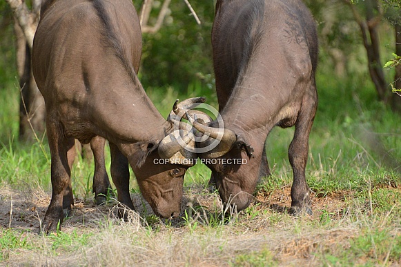 Cape Buffalo
