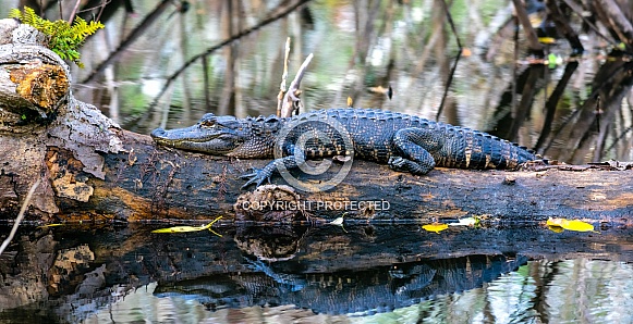 American Alligator (Alligator mississippiensis)