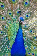 Pretty peacock