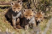 Red fox cubs in there natural habitat