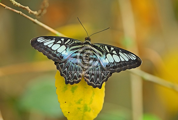 Clipper Butterfly Clipper Butterfly