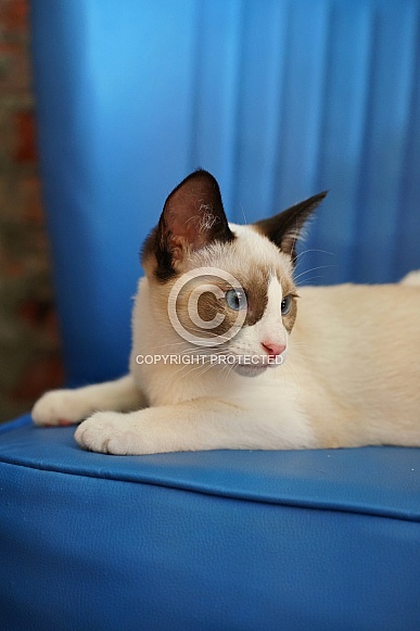 Domesticated Cat